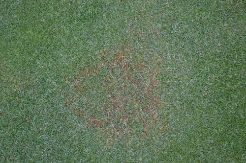 Yellow Patch Disease